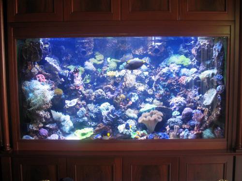 https://aquas.fr/wp-content/uploads/2015/04/aquarium_eau-de-mer-corail.jpg