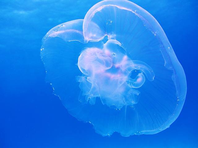 aquarium pour meduses
